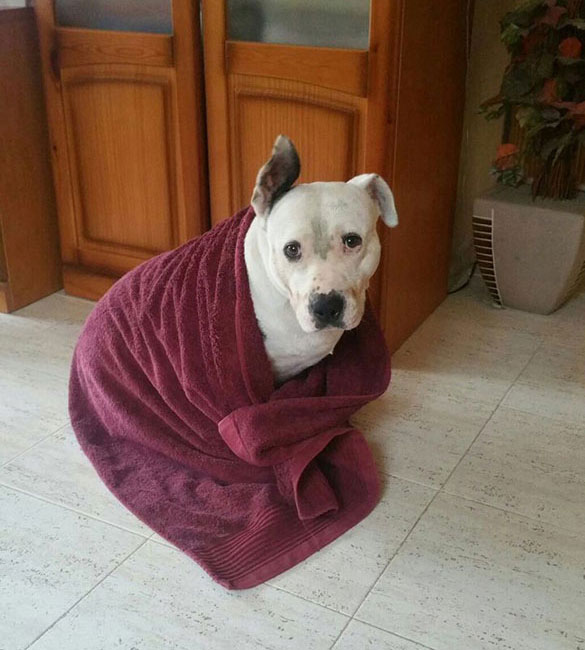 un perro