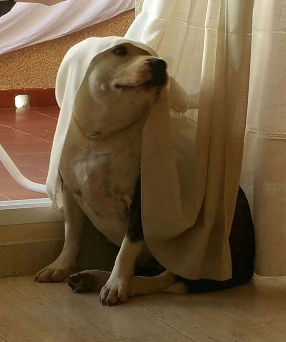 un perro